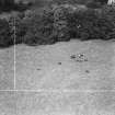 Saltoun Hall Estate, Pencaitland.  Cattle.  Oblique aerial photograph taken facing north-west.  This image has been produced from a crop marked negative.