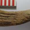 Wooden stock of a Highland sporting musket (HXD 276). Scale in centimetres.