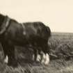 Scanned image of photograph of a male in a field with a plough to which two horses are tethered