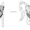 Scanned ink drawing of Strathmartine 4 Pictish cross slab fragment, face a & b