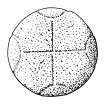 Scanned ink drawing of cross-incised circular stone