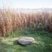 View of 'Curlew/Curfew' stone from W