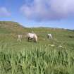 Muck, Sean Bhaile. Township. View looking N from SE enclosure (centred NM 4206 7956).