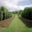 View of topiary garden from yew avenue from N.