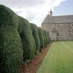 Detail of yew topiary looking towards the east wing of the house.
