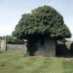 View of burial enclosure covered by tree, Carriden old churchyard, Bo'Ness.
