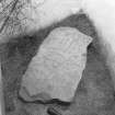 View of face of Wester Balblair Pictish symbol stone.