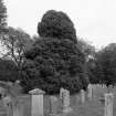 General view of burial-ground and ivy-shrouded West gable of church.