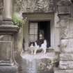 General view of cats and window sill, Greyfriars Church burial ground, Edinburgh.