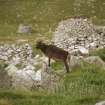 A Soay sheep in the village.