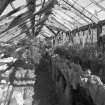 Interior. View of fernery from E showing rockwork