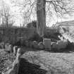 View of re-used gravestones around bases of trees in graveyard.