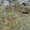 Eigg, Struidh, Ritual Enclosure. View of enclosure and chamber entrance from W.