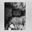 On-line Digital Images
