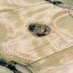 Tarradale House, oblique aerial view, taken from the NNW, centred on the cropmarks of a barrow cemetery, a possible barrow and an enclosure, and on a plantation bank.