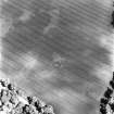 Rossie and Falcon Stone, oblique aerial view, taken from the SW, centred on the cropmarks of a ring-ditch. A barrow cemetery is visible in the top left-hand corner of the photograph.