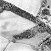 Balhary, oblique aerial view, taken from the NW, centred on the cropmarks of an enclosure.