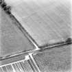 Balgownie, oblique aerial view, taken from the S, centred on the cropmarks of a ring-ditch.