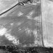 Pusk Wood, oblique aerial view, taken from the NE, centred on cropmarks of cultivation remains,  with a possible souterrain and possible sunken floored house to the bottom of the photograph.