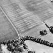 Oblique aerial view centred on the cropmarks of the plantation bank and field-system, taken from the NW.