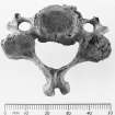 Area 1 (BY 78 DH Bag 16). Cervical vertebra with arthritis, upper surface. Illus.188a.