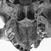 Area 2: Skeleton 1, detail of skull.