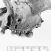 Area 2: Cist grave 2, detail of skull.