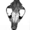 Finds Photograph: Dog skeleton - dorsal aspect of skull.