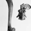 Finds Photographs: Dog skeleton - 1) Lateral aspect of right humerus and dorsal aspect of atlas and axis vertebrae. 2) Posterior aspect of right humerus and dorsal aspect of aspect and axis vertebrae.