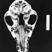 Publication photograph : illustration 83 - SF 5958 - dog skull.