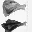 Post ex photograph : Pig "Sus srofa domesticus".  Top:  Crosskirk broch unstratified right scapula.  Bottom: Modern C20th domestic right scapula.