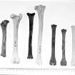 Post ex photograph : sheep, domestic "ovis aries" - Top: right humerus, C20th soay sheep, female, 7 yrs.  Second top: Cross- kirk broch, period 3, R humerus, immature.  Second bottom: R scapula, C20th soay sheep, female 7 yrs.  Bottom: Crosskirk broch, period 3 settlement enclosure 1, R scapula.