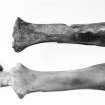 Post ex photograph : Celtic shorthorn, period 3 or 4, settlement enclosure I right radius, possibly immature "Bos tauros brachyceros" and below Aberdeen Angus, C20th, 3.5 yrs old, castrate.  Left radius "B.T Taurus"