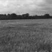 Excavation photograph : cropmark RD - (not excavated 1979)
