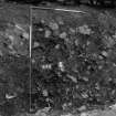 Excavation photograph : area N - detail of dog bones within 948 before half section, from N.