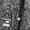 Excavation photograph : area M - completely excavated skeleton 1100.