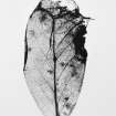 Macro plant remains from the vallum ditch: a leaf of holly.