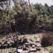 View from W of ruined 19th century croft building  (NMRS MS 1039/97, no.1c) with storm-felled trees.