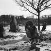 General view of stone circle in snow, with lambs.