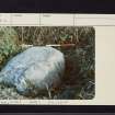Wallace's Stone, NS31NW 16, Ordnance Survey index card, page number 1, Recto