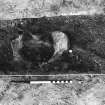 Excavation photograph - pelvis of skeleton 2 exposed in trench 4, from W