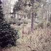 General view of rhododendron collection.