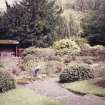 View of Major Baillie's rhodendron collection.