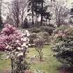 View of rhododendron collection.