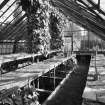 Interior. N greenhouses, detail
