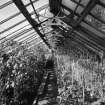 Interior. View of E greenhouse from S