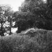 General view of vault obscured by overgrowth.