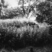 View of burial vault obscured by overgrowth.