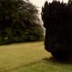 View of Yews in formal garden.