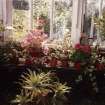 Interior.
Conservatory, view of display.